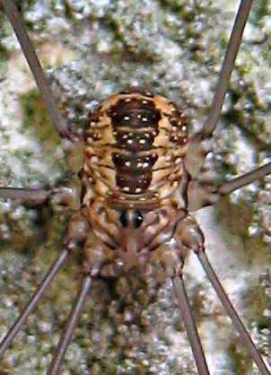 Leiobunum sp.